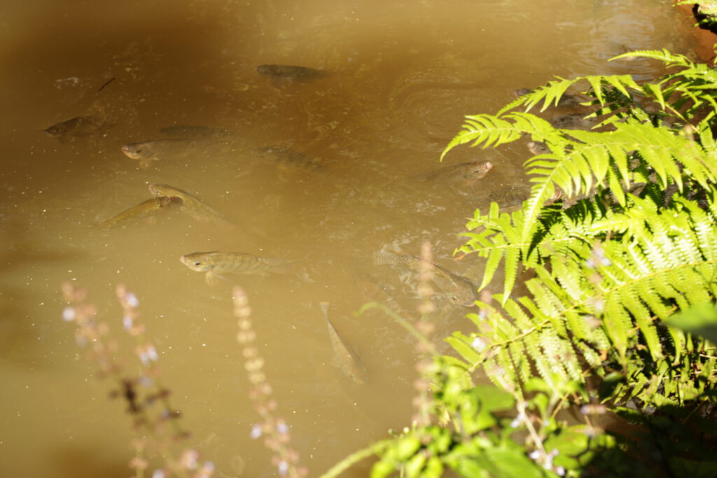 Nkofu-Forest-Cottage-Fishing